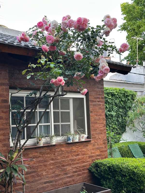 Rosal trepador