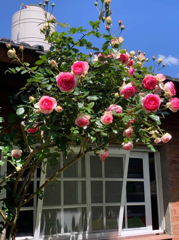Rosal trepador rosado