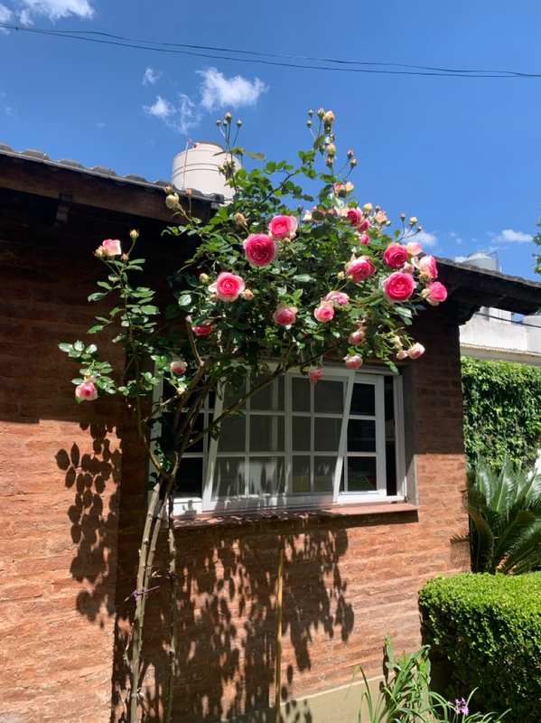 Rosas sobre la ventana