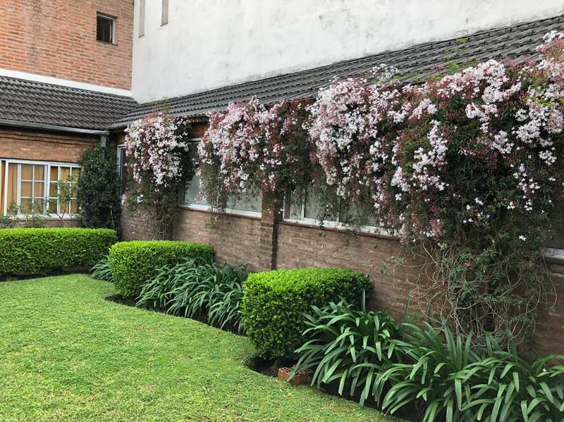 Jardín con jazmines